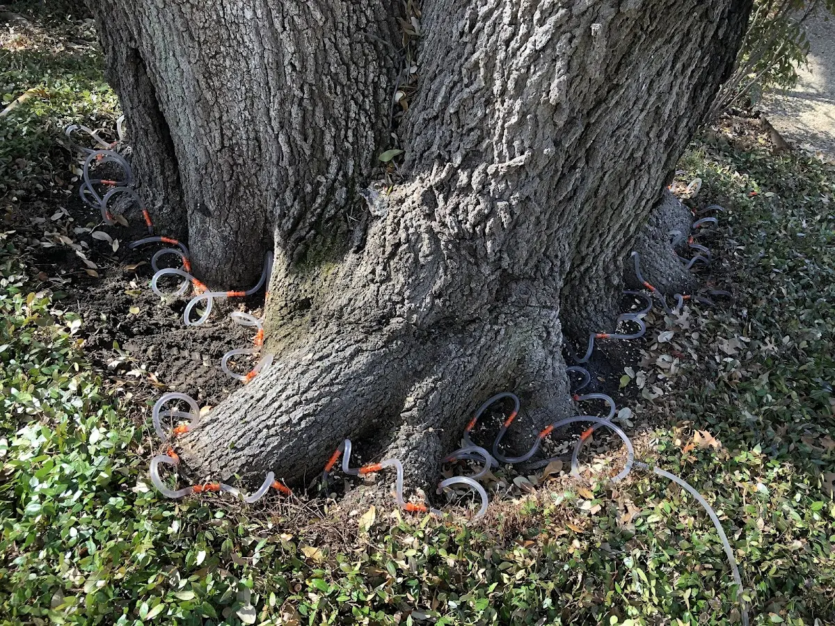 Detailed Tree Cabling and Bracing job site in Moosup