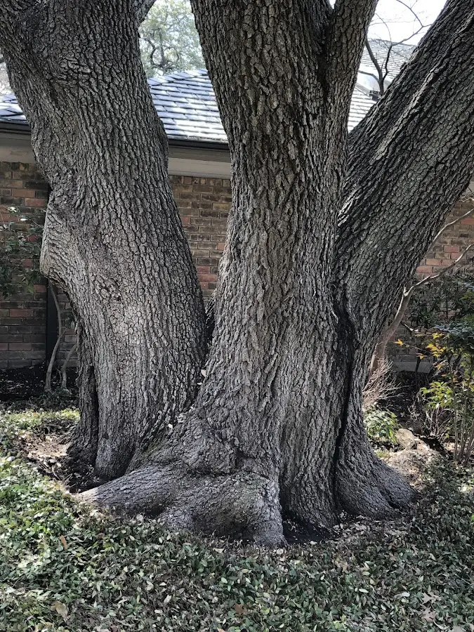 Mature heritage tree close to a Moosup property cared for by certified arborists